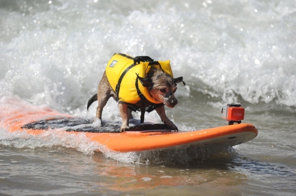собаки-серфингисти,прикольные картинки,приколы
